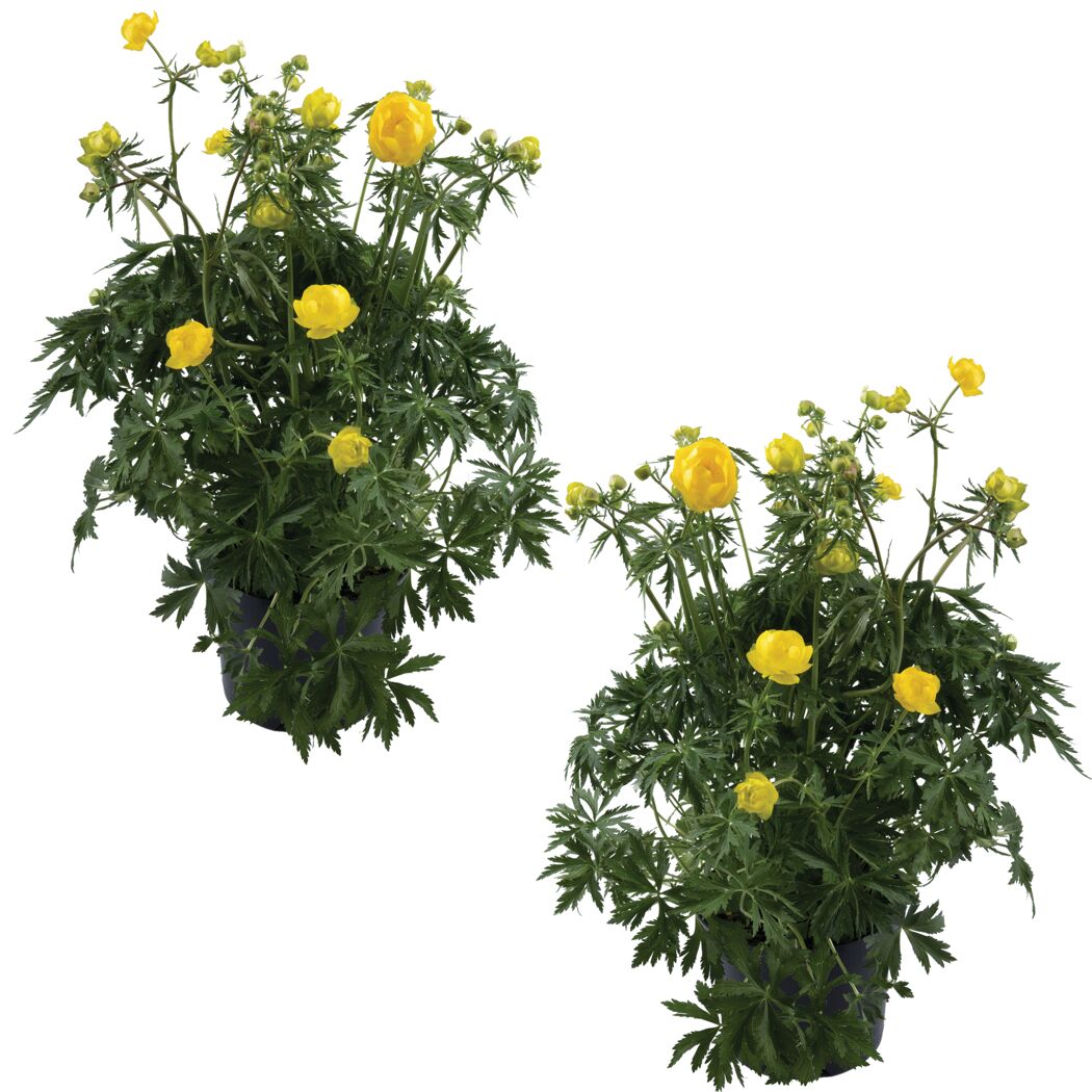 Europäische Trollblume gelb 13 cm Topf, 2er-Set
