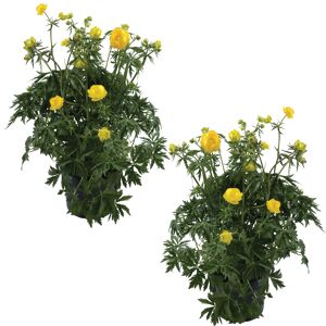 Europäische Trollblume gelb 13 cm Topf, 2er-Set