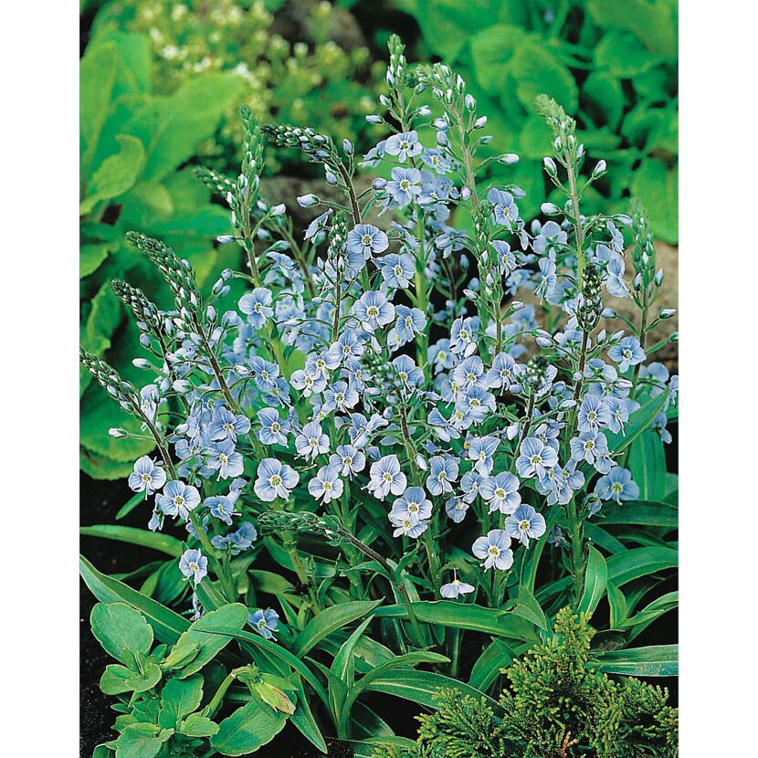 Hellblaue Ehrenpreis-Blüten