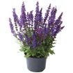 hauptbild