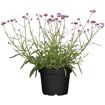 hauptbild