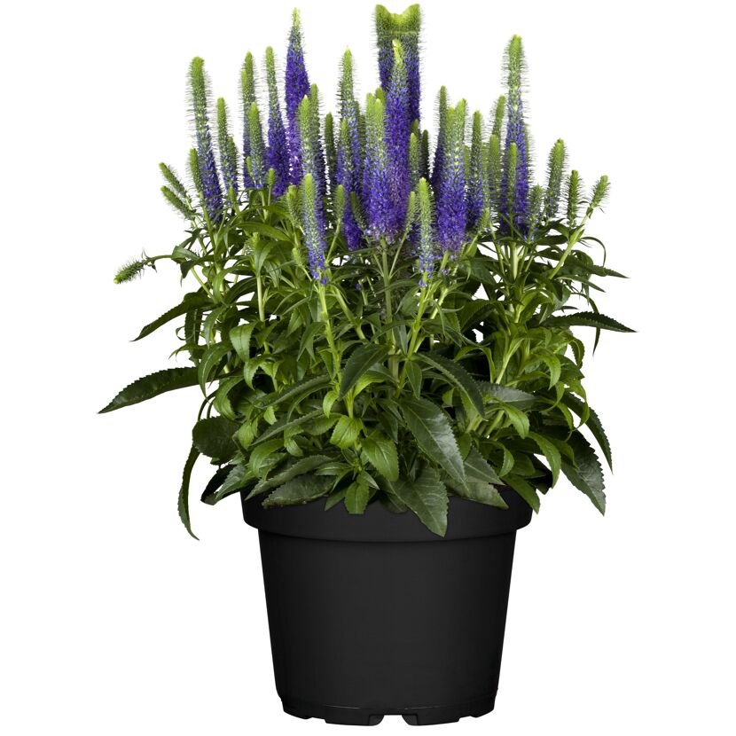 Veronica Hybride im Topf