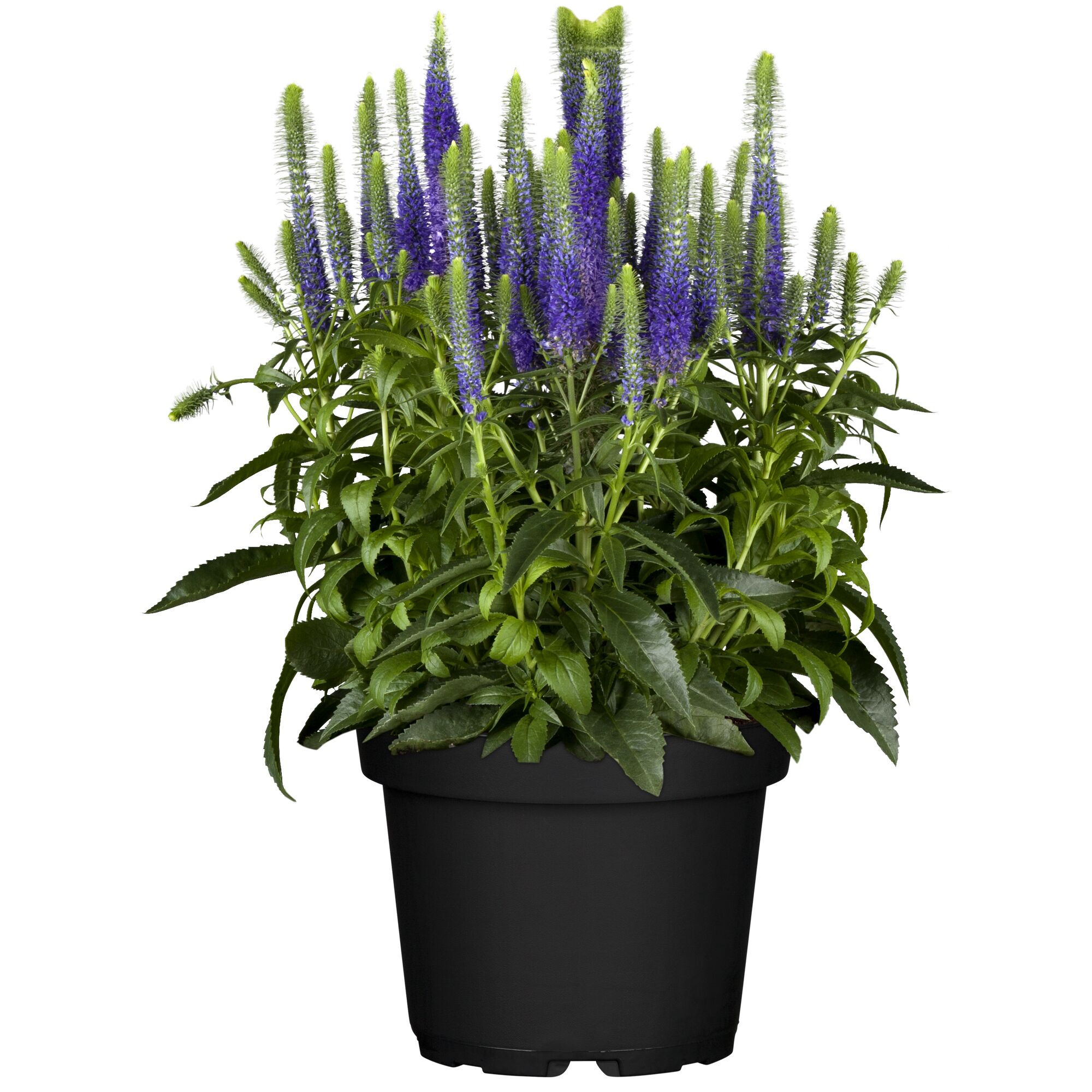 Veronica Hybride im Topf