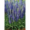 Blaublühende Veronica-Pflanzen in einem Topf.