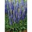 Blaublühende Veronica-Pflanzen in einem Topf.