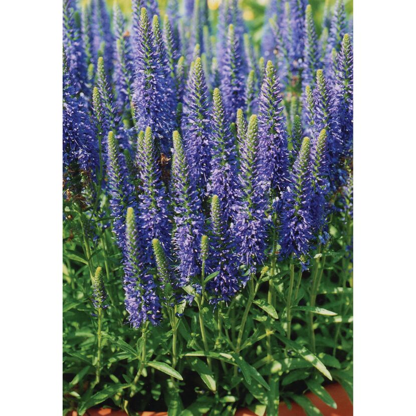 Blaublühende Veronica-Pflanzen in einem Topf.