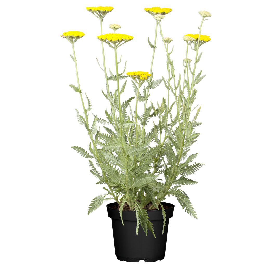 Goldgarbe 'Cloth of Gold' gelb 15 cm Topf