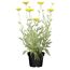 Goldgarbe 'Cloth of Gold' gelb 15 cm Topf