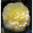 Stockrose 'Chaters Yellow' gelb 15 cm Topf
