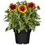Kokardenblume im Topf