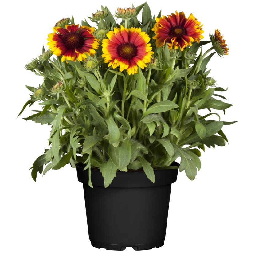 Kokardenblume im Topf