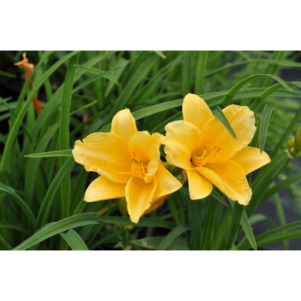 Zwei gelbe Taglilienblüten