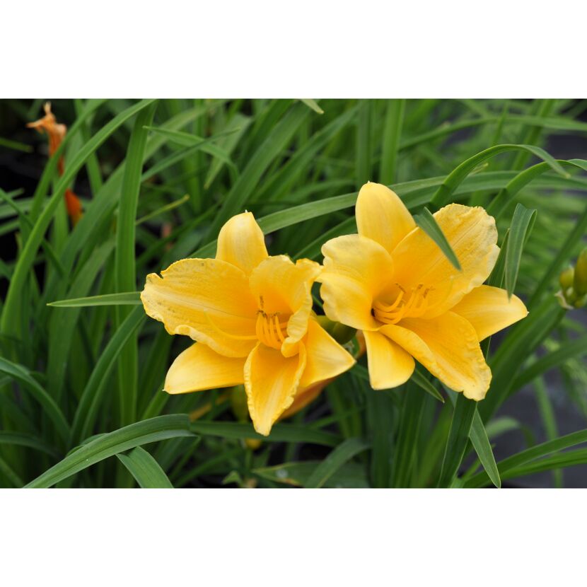 Zwei gelbe Taglilienblüten