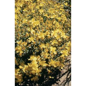Polster-Johanniskraut 'Grandiflorum' gelb 15 cm Topf