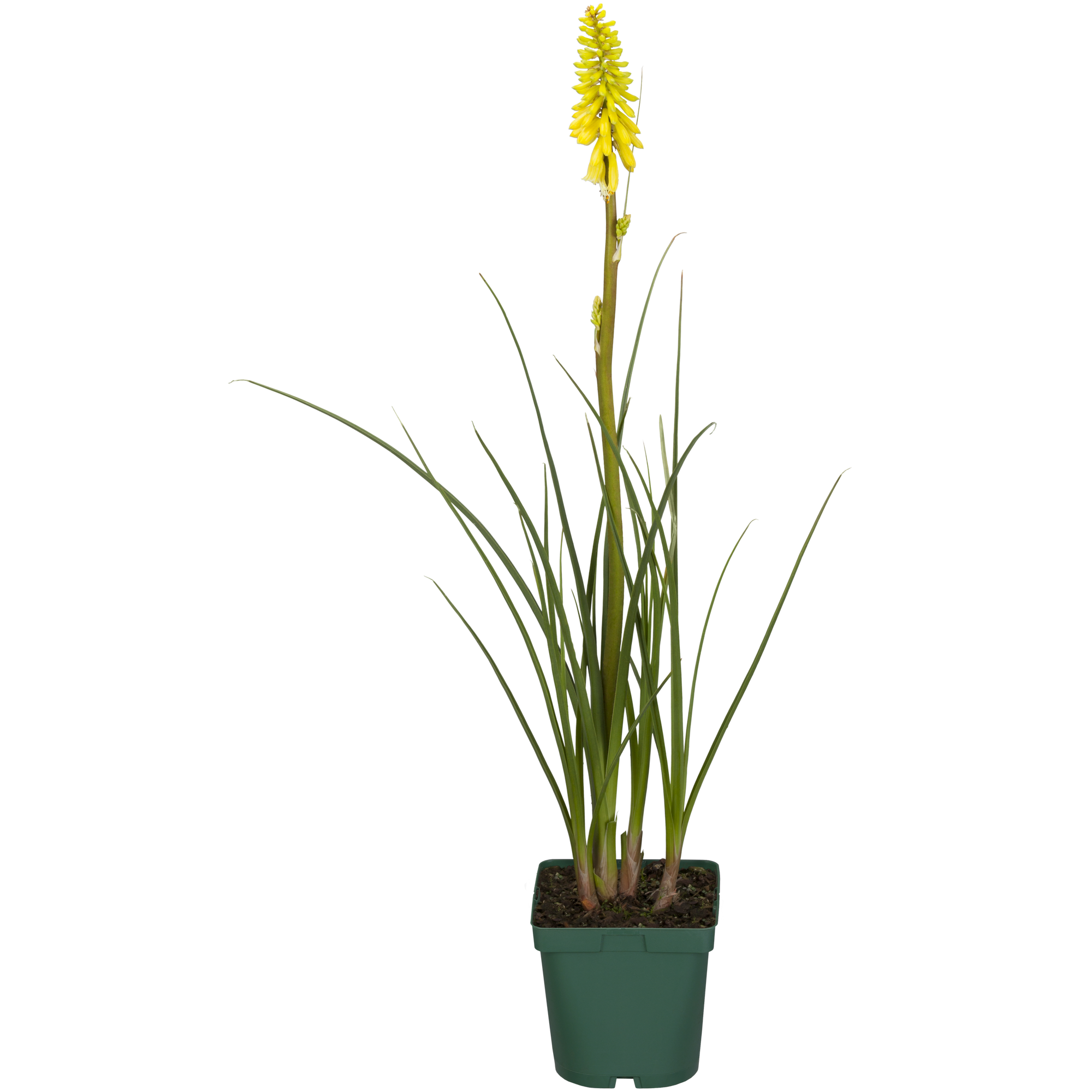 Fackellilie gelb 15 cm Topf + product picture