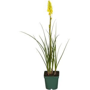 Fackellilie gelb 15 cm Topf