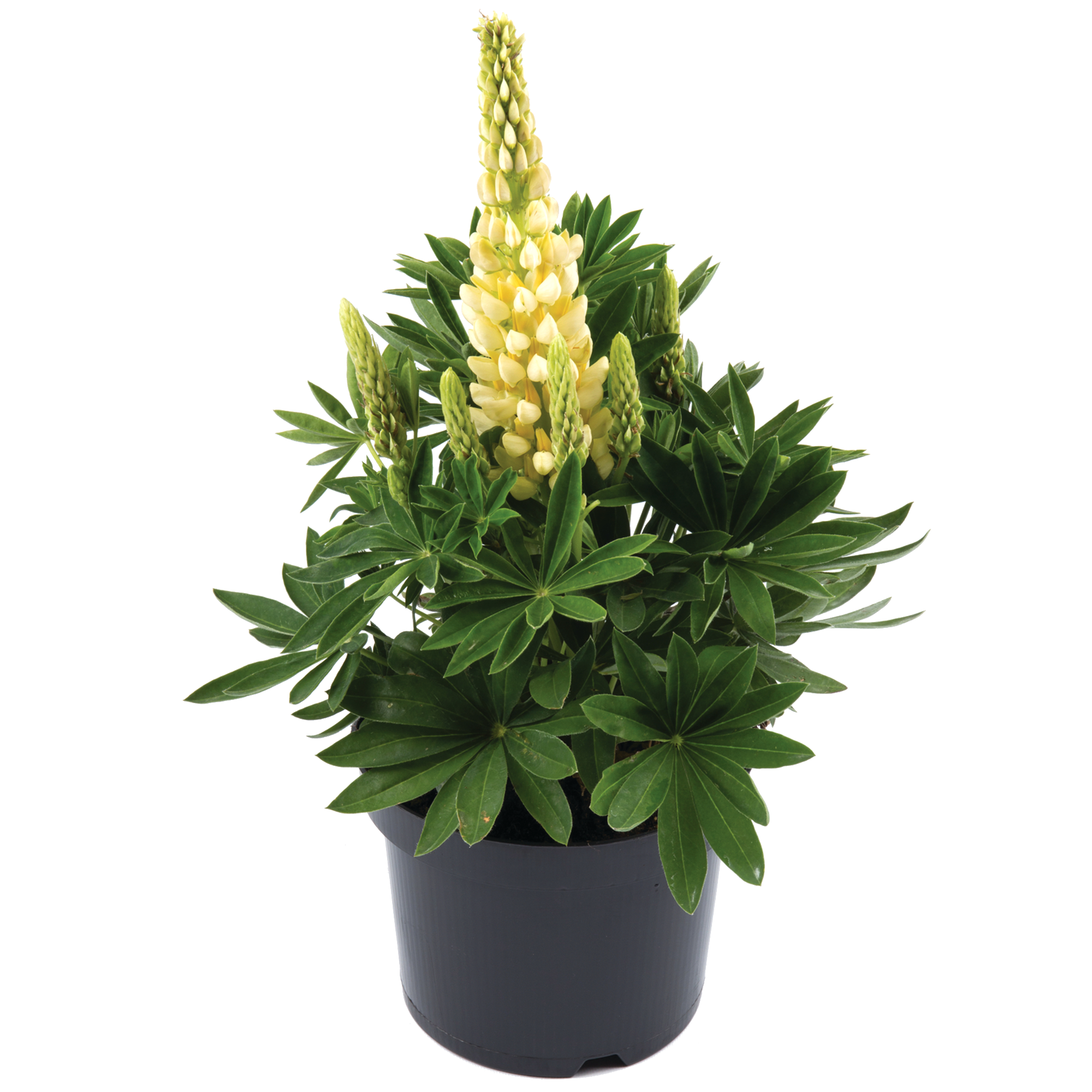 Lupine 'Gallery Yellow Shades' gelb 15 cm Topf + product picture