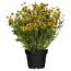 Gelbe Rudbeckia Fulgida im Topf
