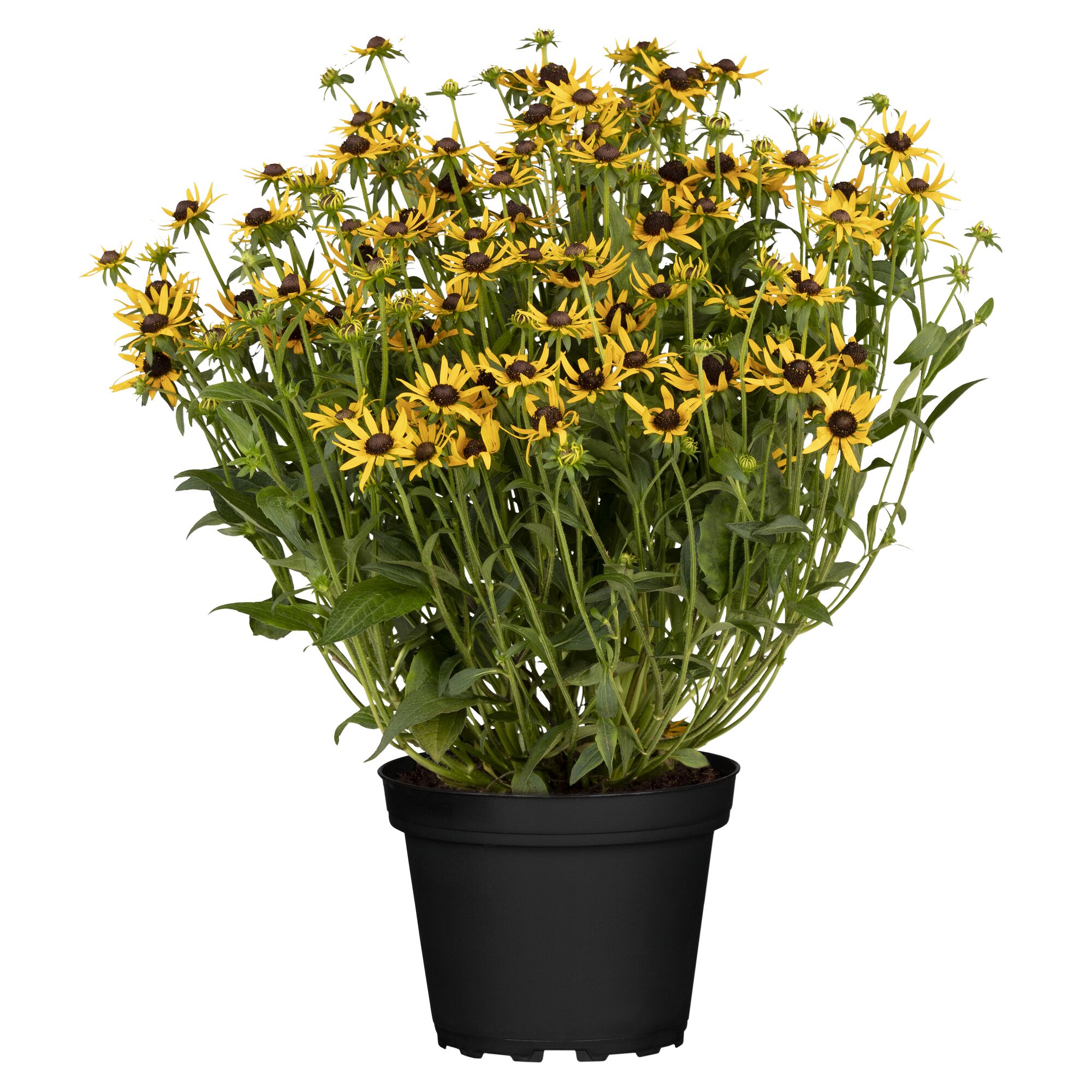 Gelbe Rudbeckia Fulgida im Topf