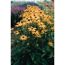 Gelbe Rudbeckia Fulgida Sonnenhut