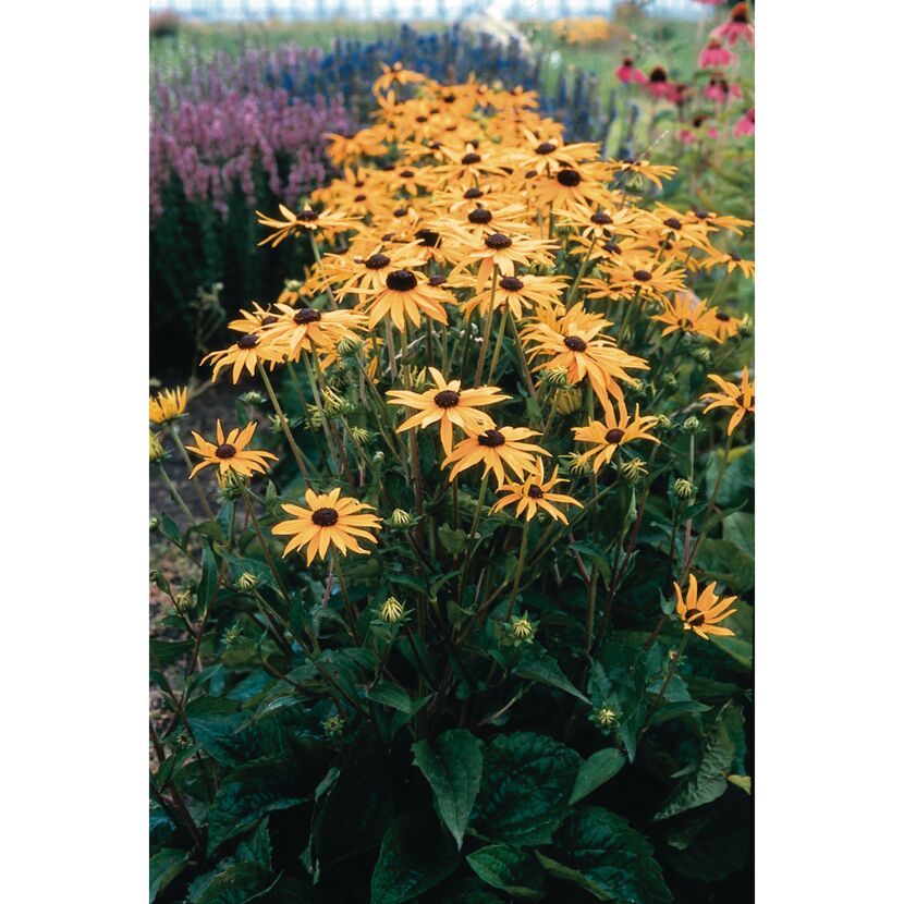 Gelbe Rudbeckia Fulgida Sonnenhut