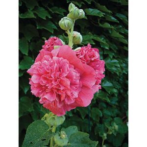 Stockrose 'Chaters Double Rose' rosa 15 cm Topf