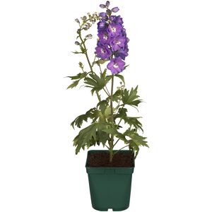 Rittersporn 'Astolat' rosa 15 cm Topf