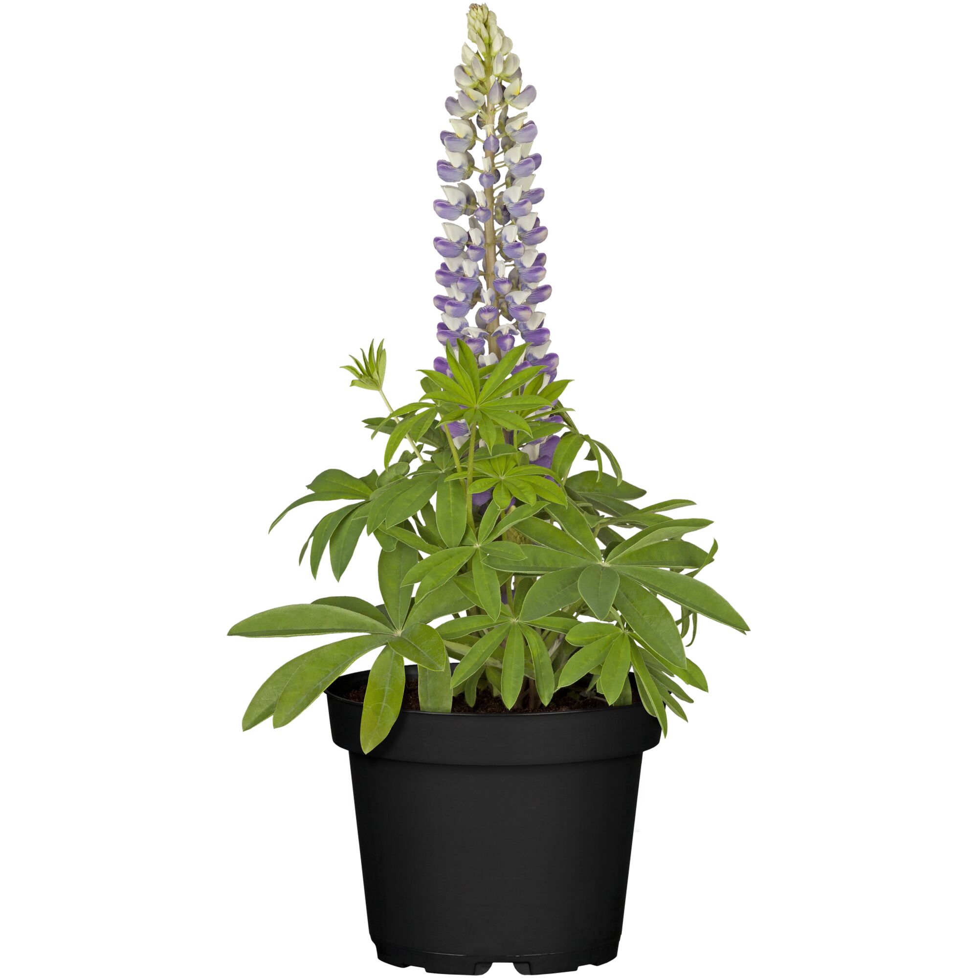 Lupine mit lila Blüten in schwarzem Topf