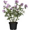 Malve Sylvestris Zebrina im Topf