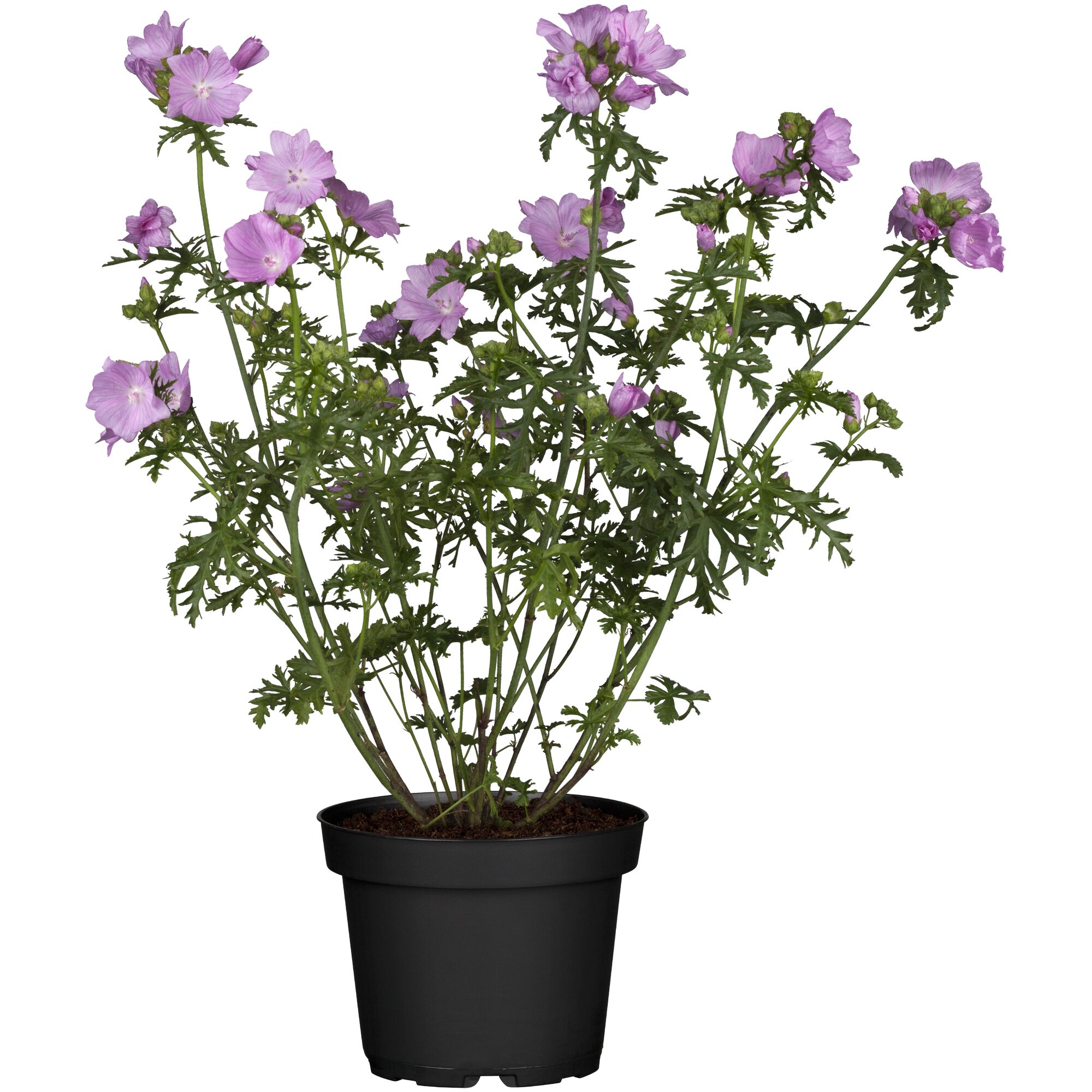 Malve Sylvestris Zebrina im Topf