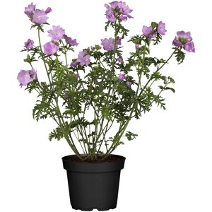 Malve 'Zebrina' weiß, violett 15 cm Topf