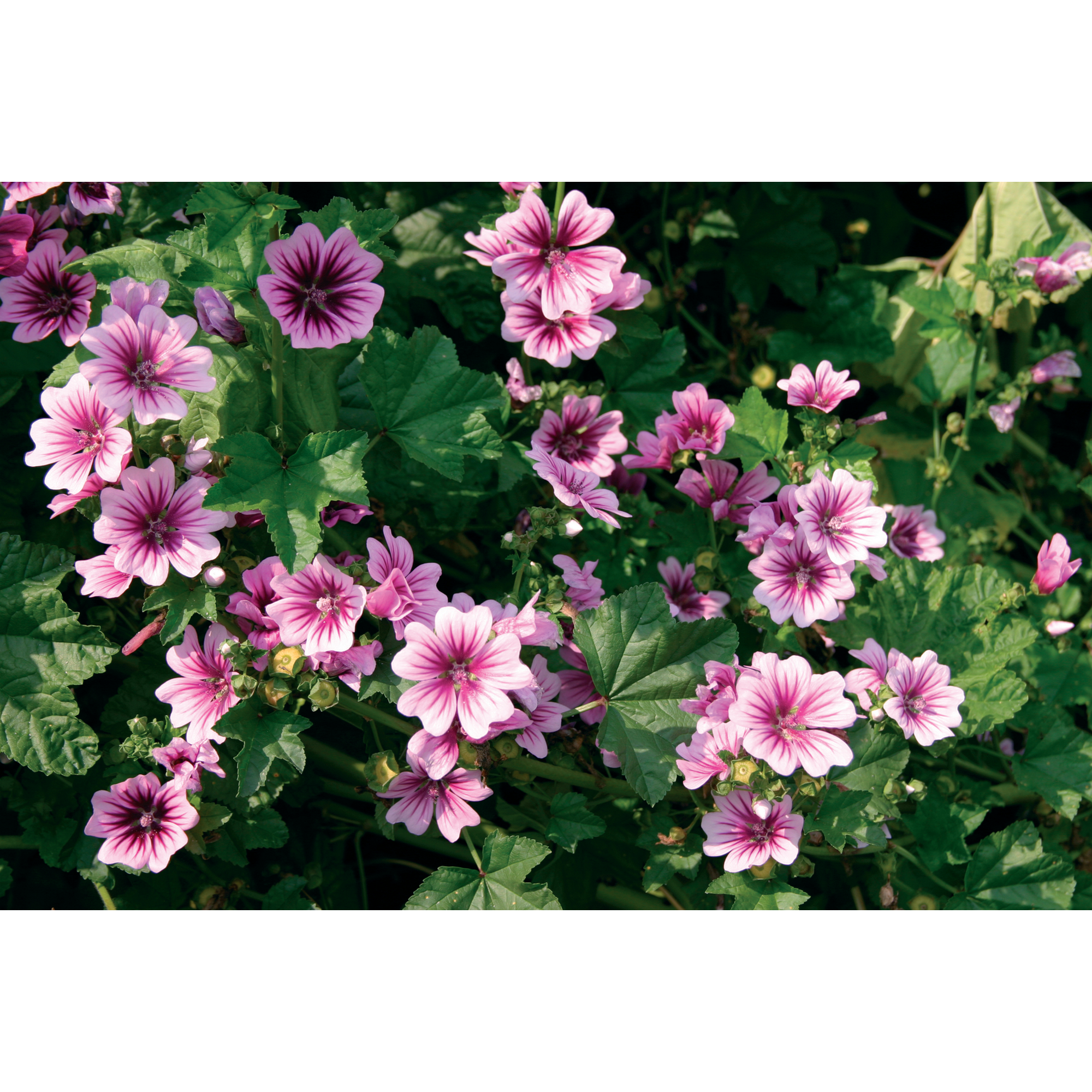 Malve 'Zebrina' weiß, violett 15 cm Topf + product picture