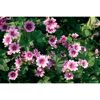 Rosa-violette Malvenblüten