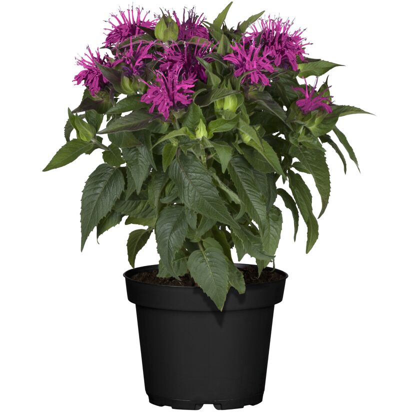Monarda SugarIndianerNesse im Topf