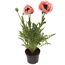 Mohn 'Königin Alexandra' rosa 15 cm Topf