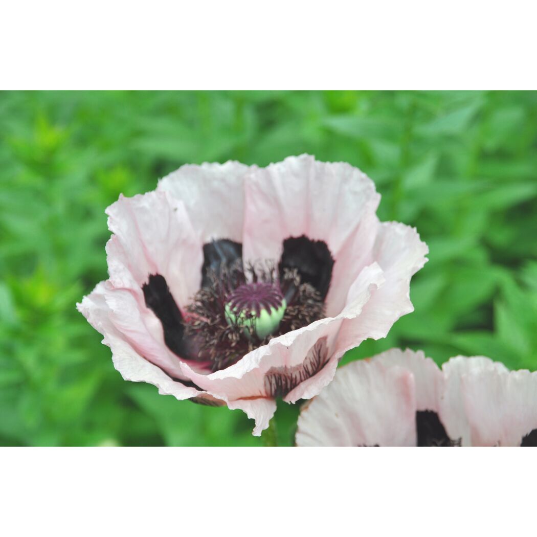 Mohn 'Königin Alexandra' rosa 15 cm Topf