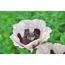 Mohn 'Königin Alexandra' rosa 15 cm Topf