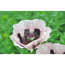 Verkleinertes Bild von Mohn 'Königin Alexandra' rosa 15 cm Topf