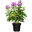 Phlox Paniculata im Topf