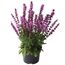 Salvia nemorosa Steppen-Salbei in einem Topf