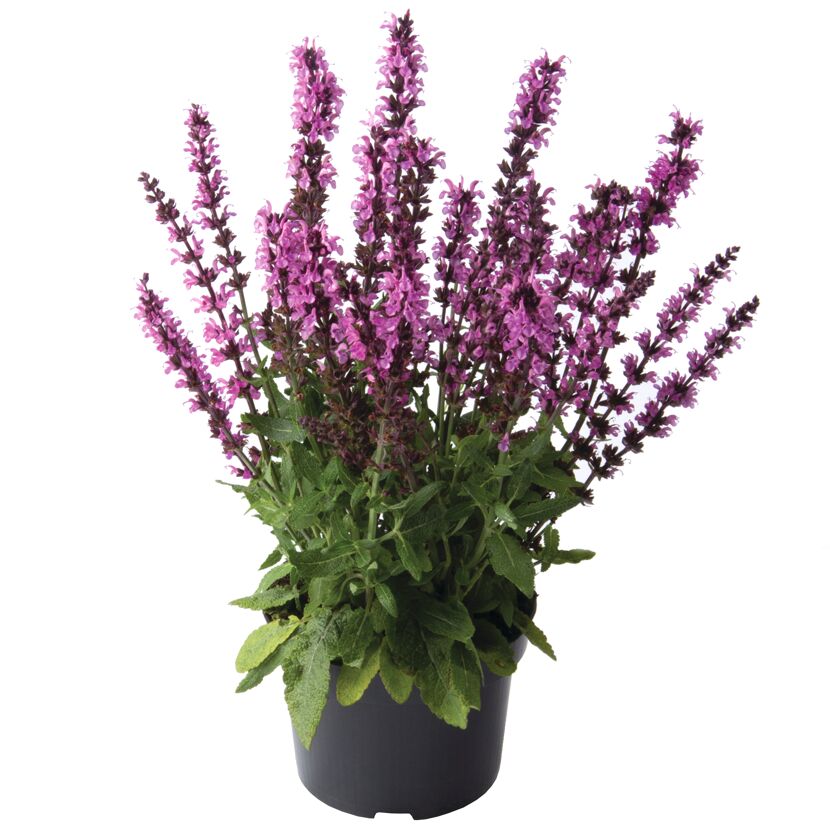 Salvia nemorosa Steppen-Salbei in einem Topf