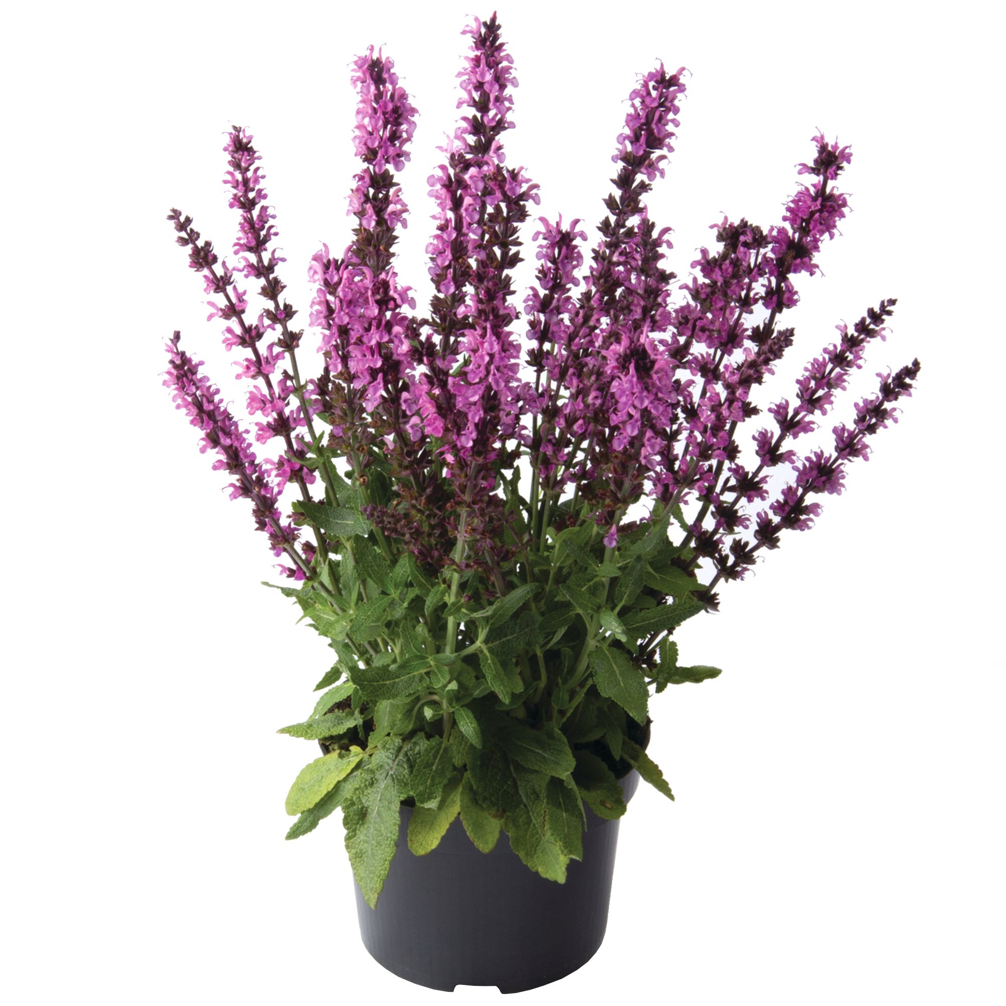 Salvia nemorosa Steppen-Salbei in einem Topf