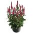 Ehrenpreis 'Inspire Rose' pink 15 cm Topf