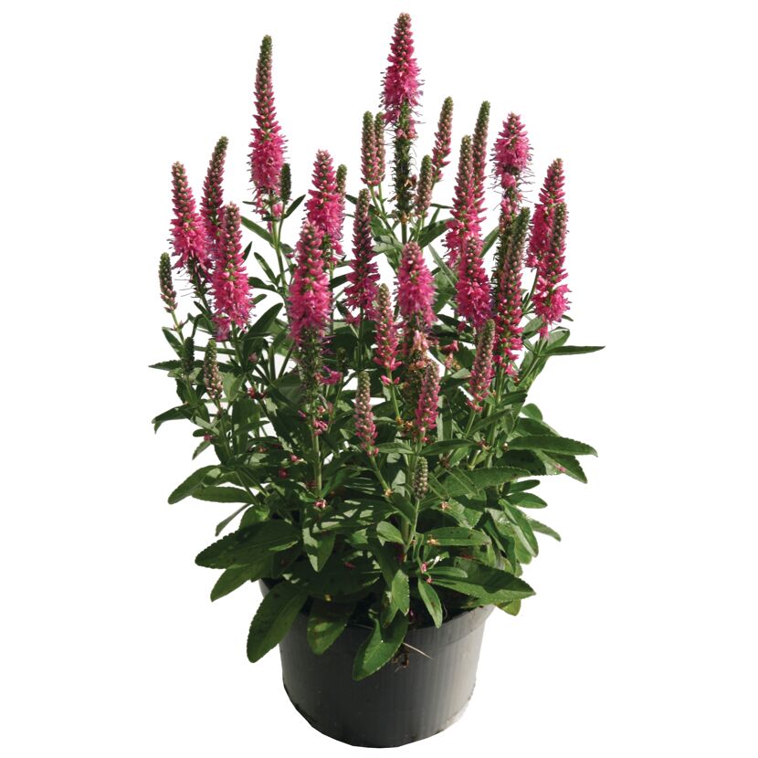 Ehrenpreis 'Inspire Rose' pink 15 cm Topf