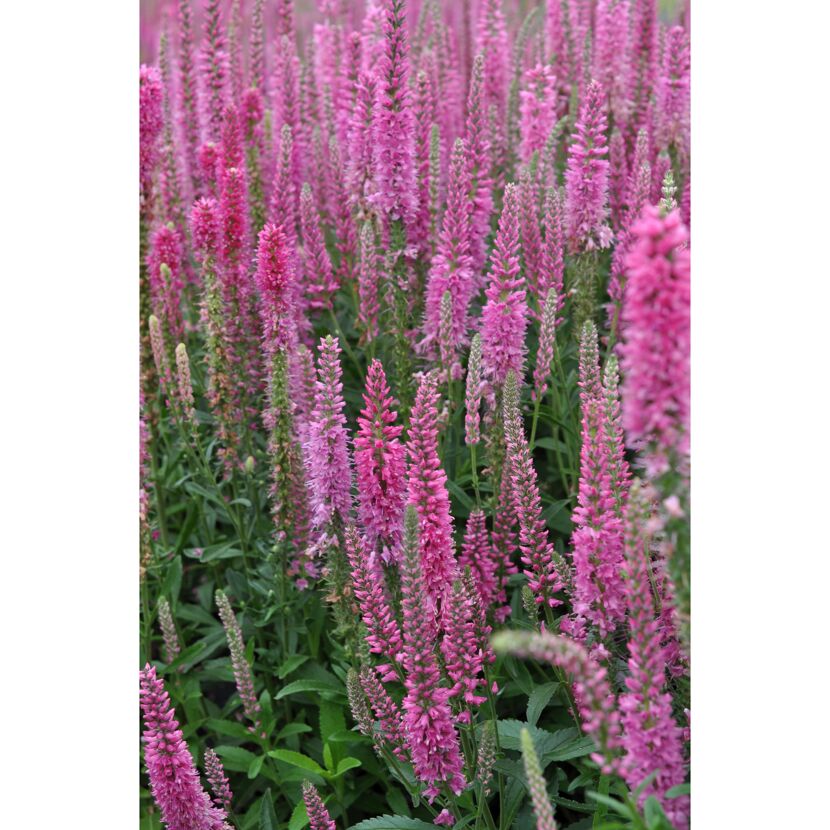 Ehrenpreis 'Inspire Rose' pink 15 cm Topf