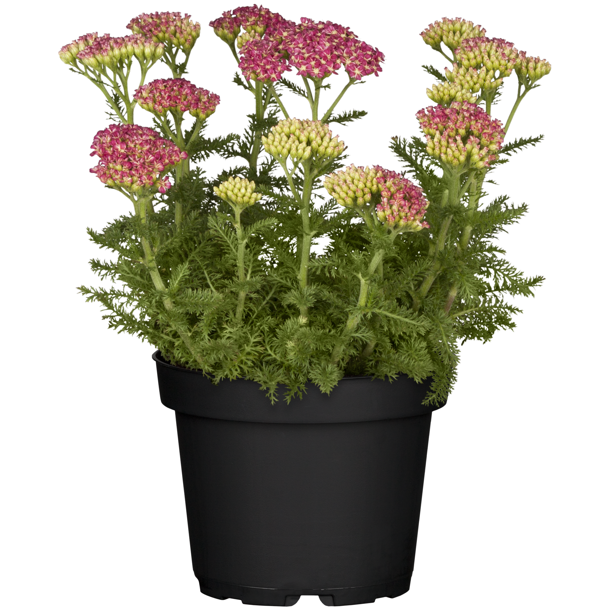 Schafgarbe 'Cerise Queen' pink 15 cm Topf + product picture