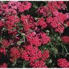 Achillea Schafgarbe, rote Blüten