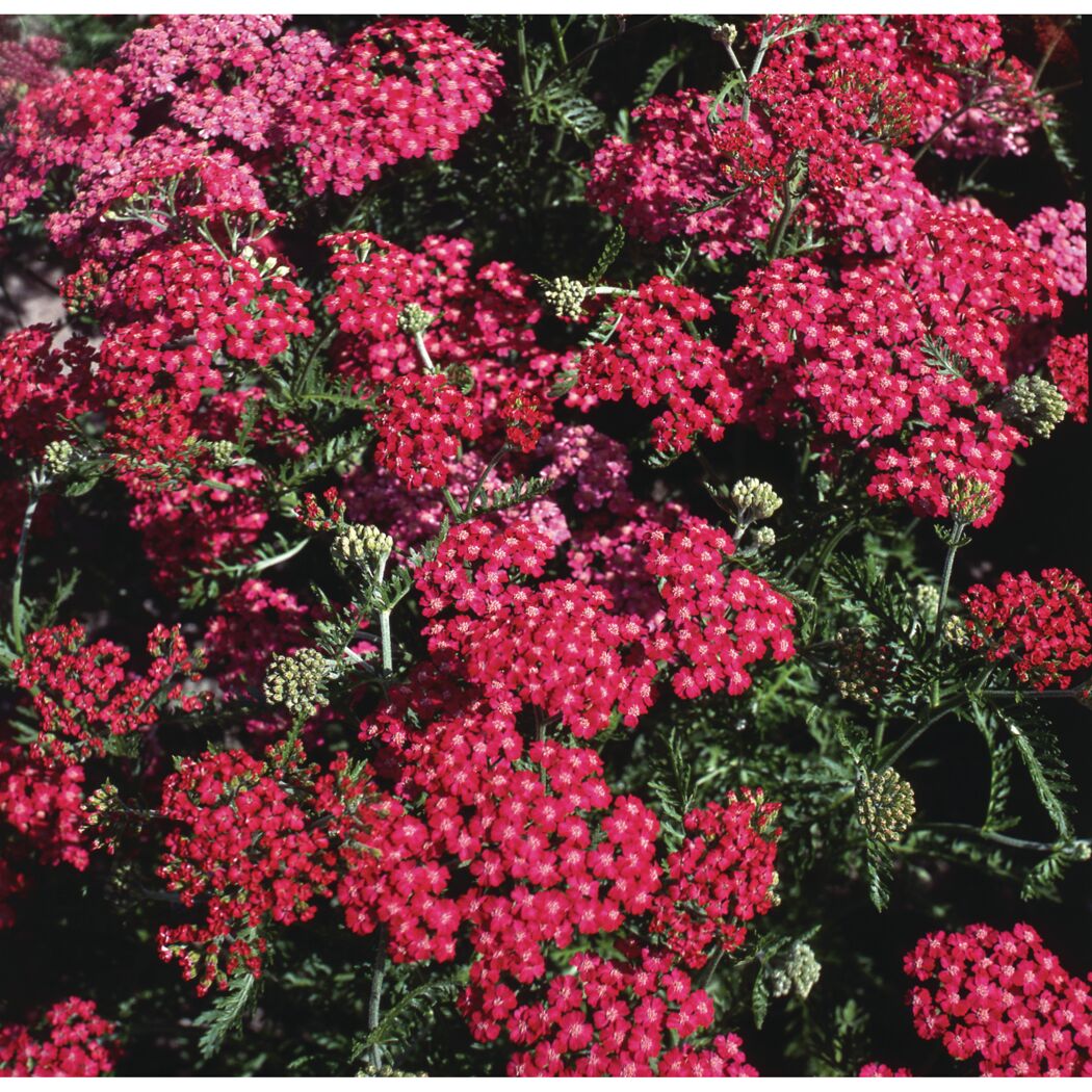 Achillea Schafgarbe, rote Blüten