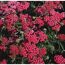 Achillea Schafgarbe, rote Blüten