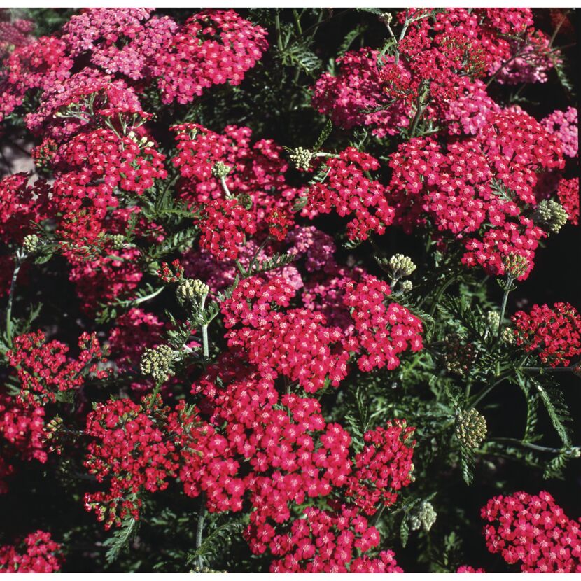Achillea Schafgarbe, rote Blüten